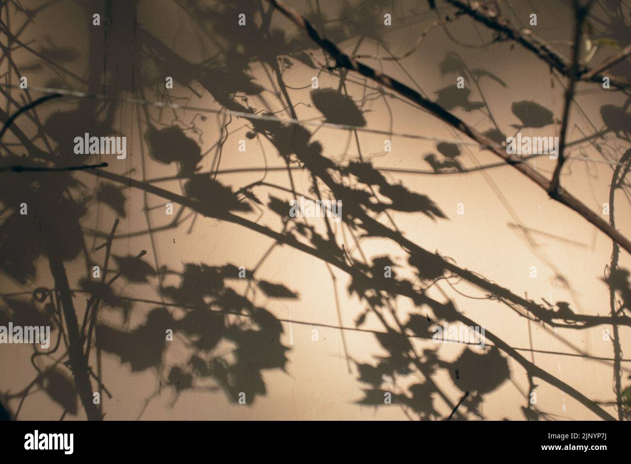 Shadows from trees on a plastered wall Stock Photo