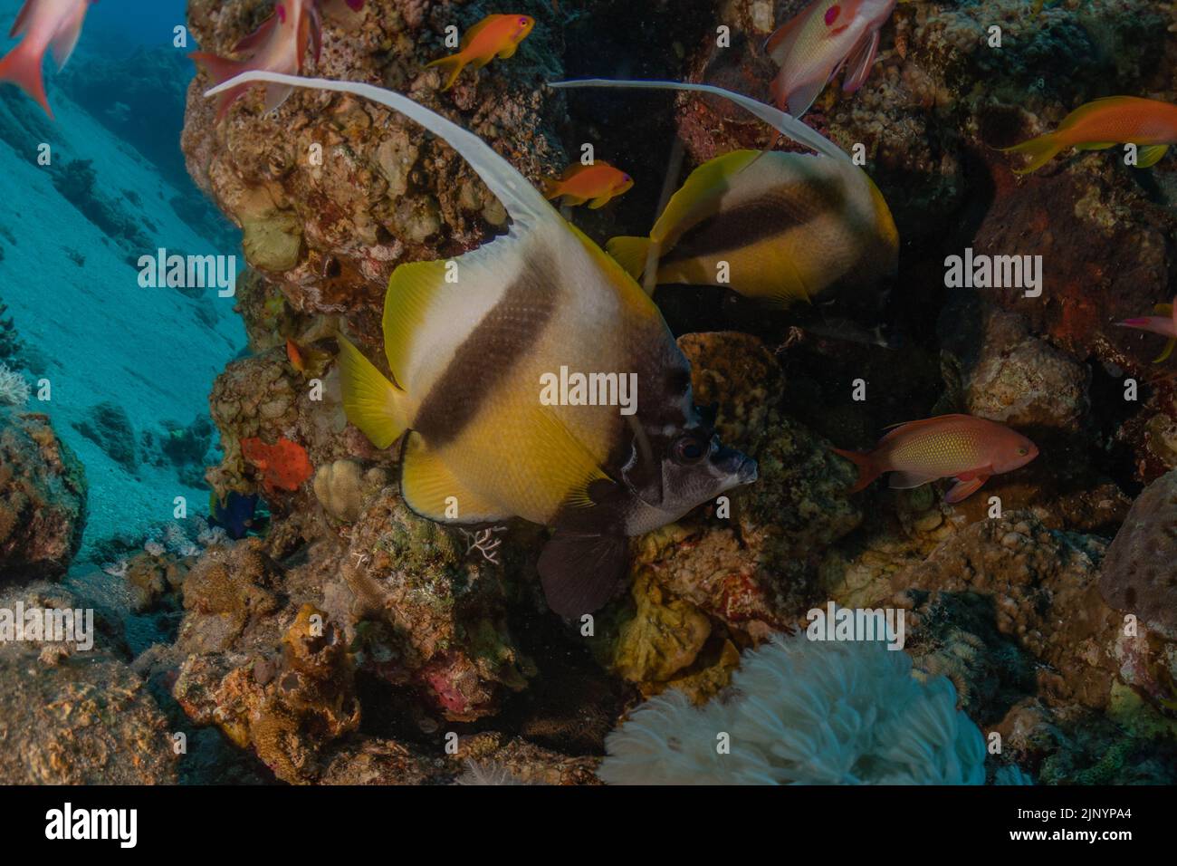 Fish swimming in the Red Sea, colorful fish, Eilat Israel Stock Photo