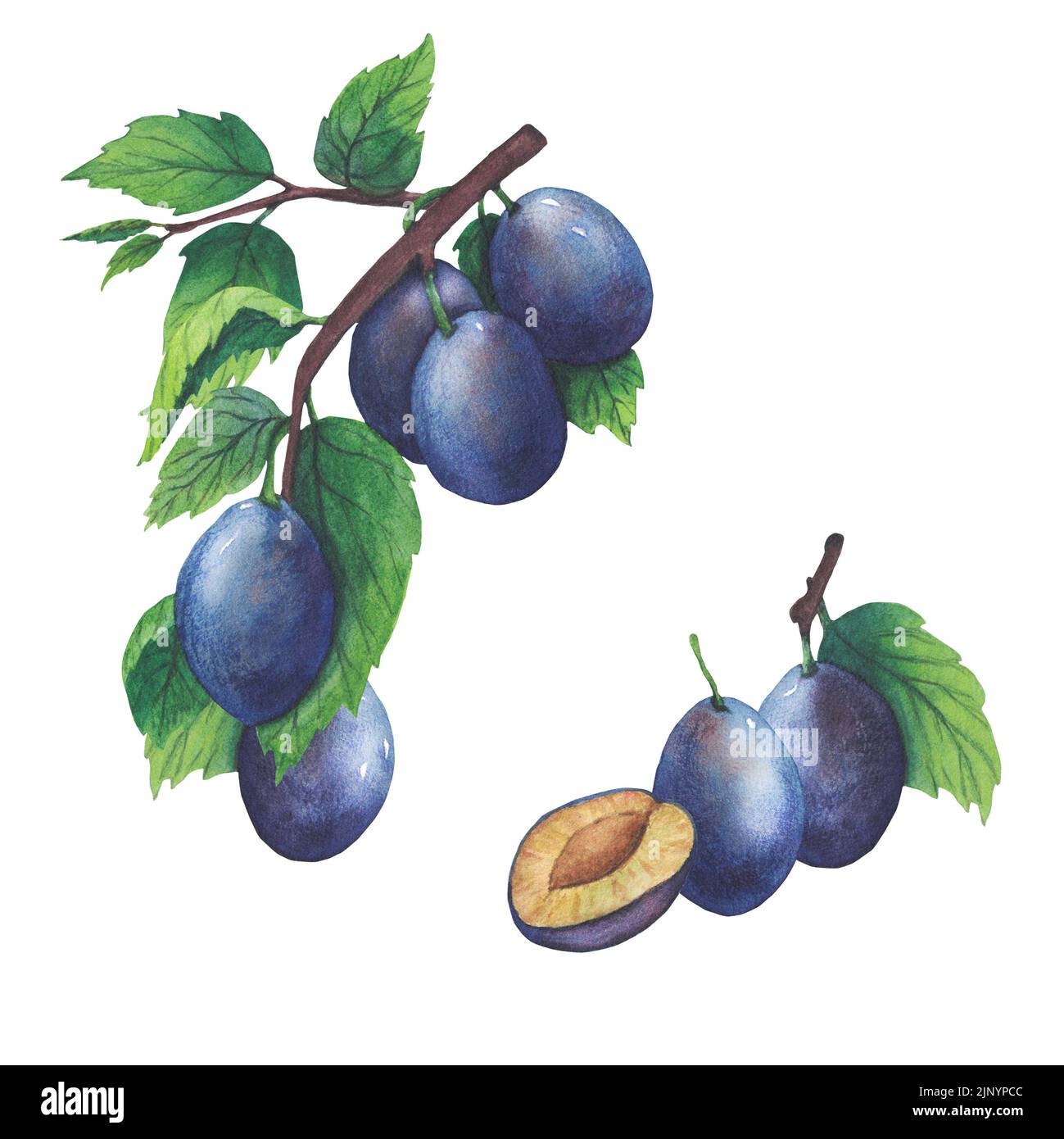 Hand drawn watercolor plum and leaves isolated on white background ...