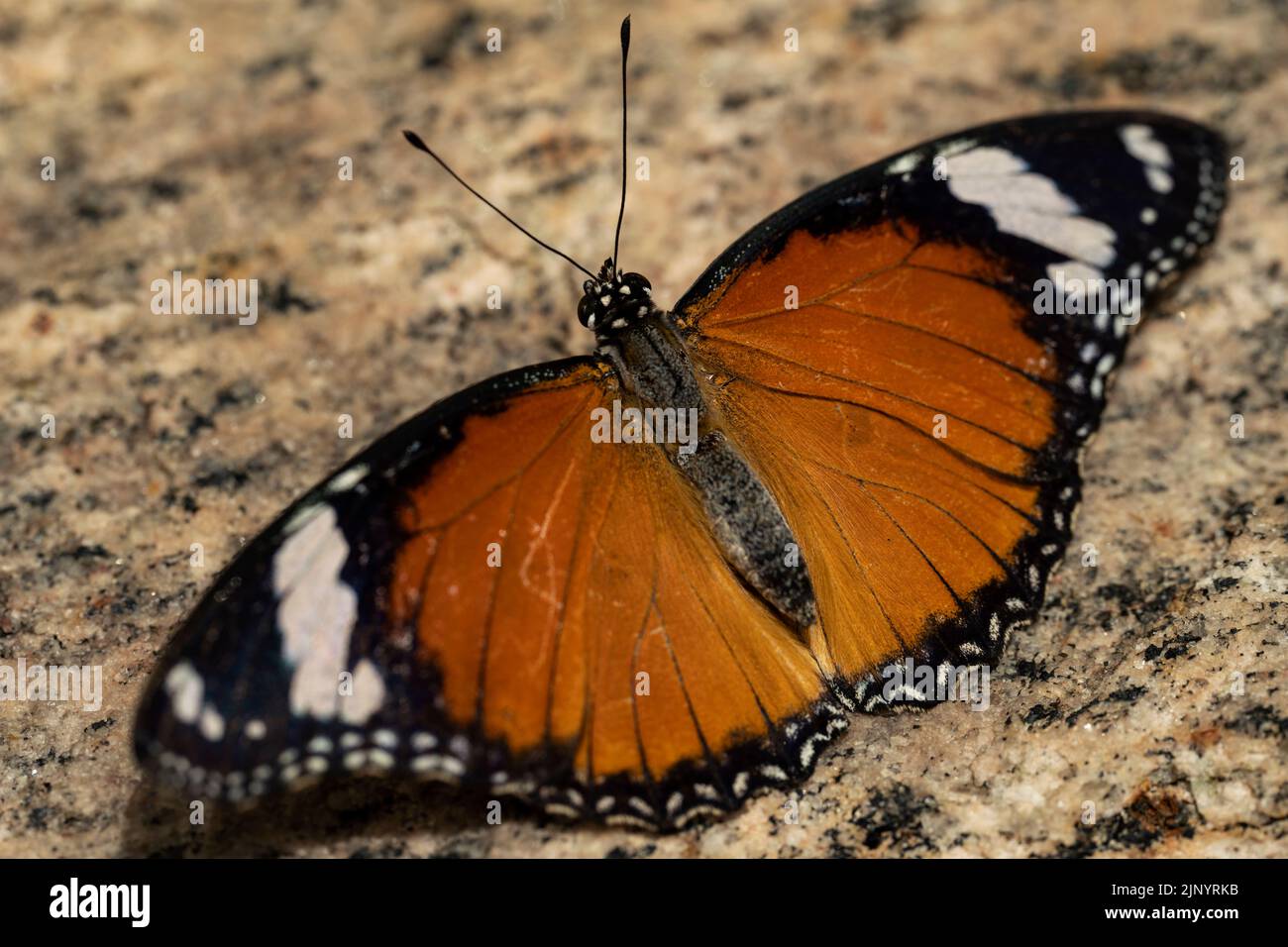 A plain tiger butterfly with wings spread. Stock Photo