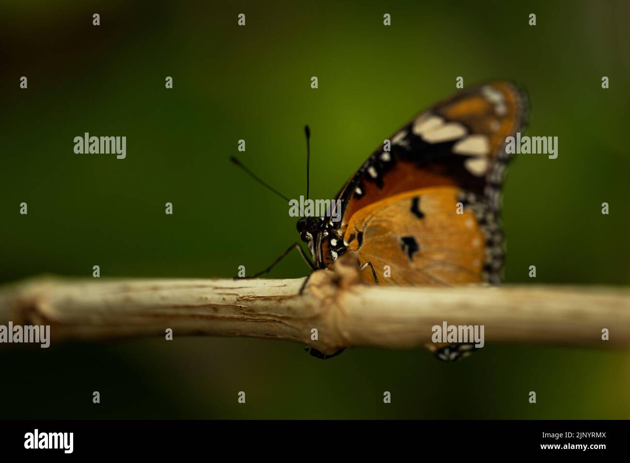 A plain tiger butterfly perched on a twig. Stock Photo