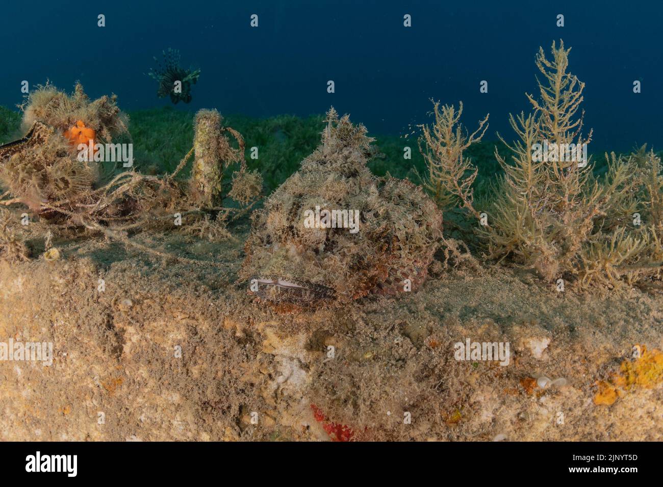 Fish swimming in the Red Sea, colorful fish, Eilat Israel Stock Photo