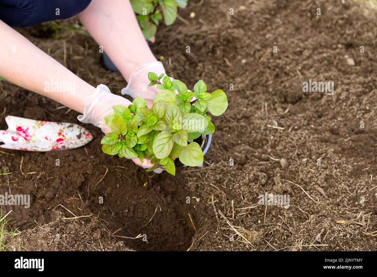 Woman repotting plant in pot hi-res stock photography and images - Alamy