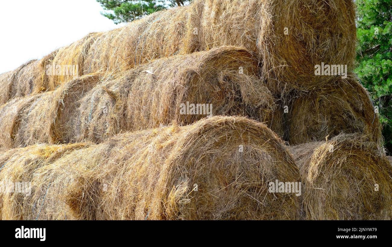 Hay in a bale in a sunny day. Food product for farm animals, farming