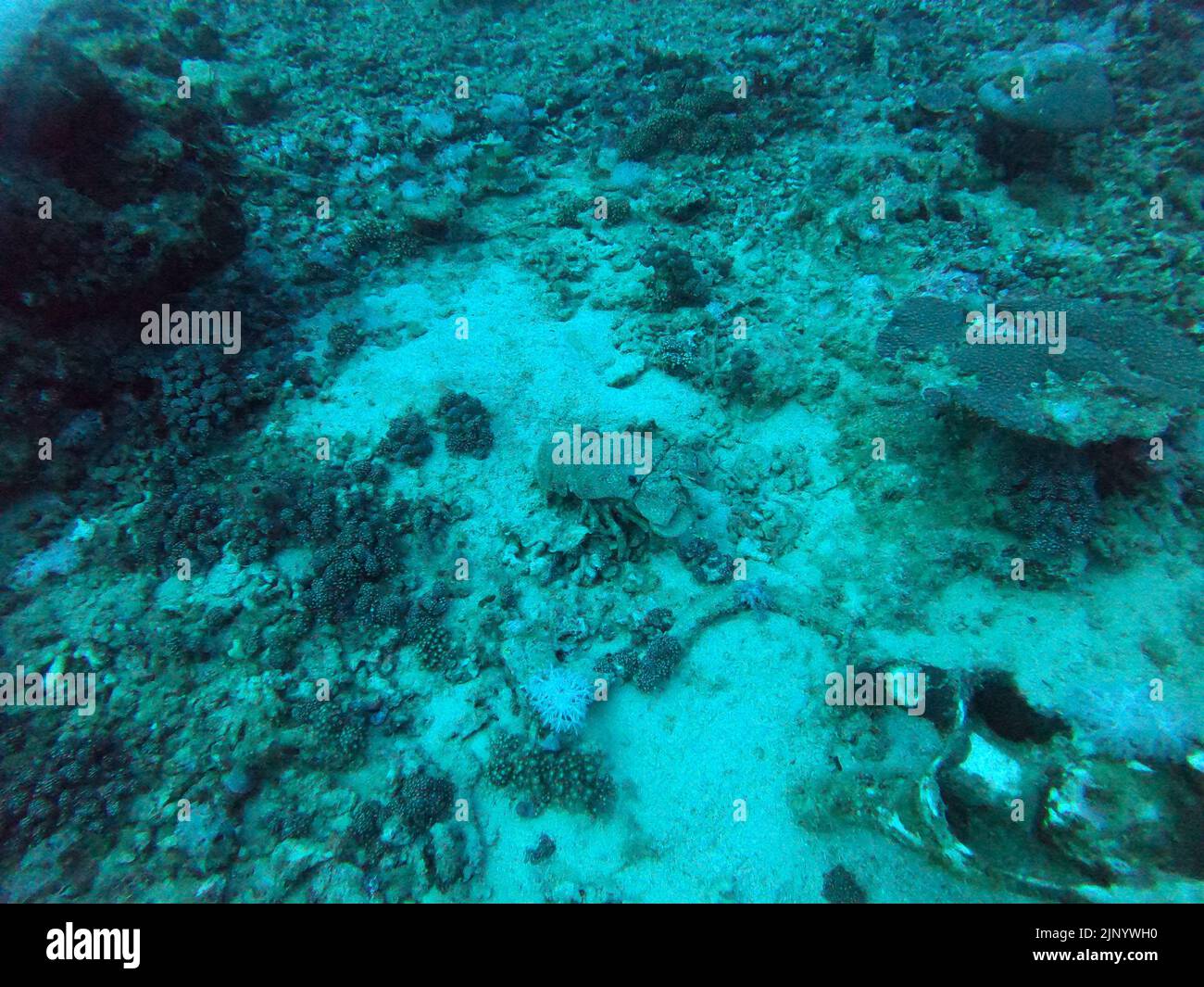 Coral reef and water plants in the Red Sea, Eilat Israel Stock Photo Alamy