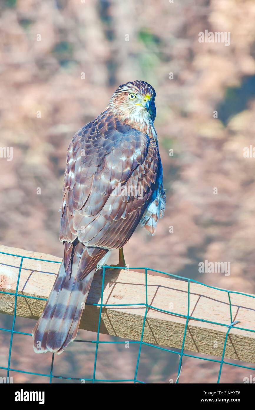 Cooper's hawk (Accipiter cooperii) sitting on a fence. Maryland. USA Stock Photo