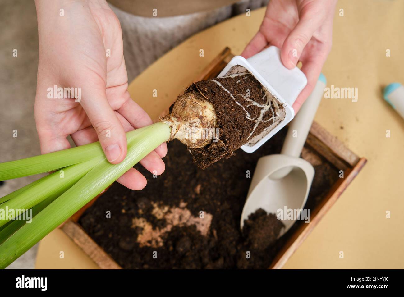 Woman working in home garden, soil for hyacinth flower. Transplanting