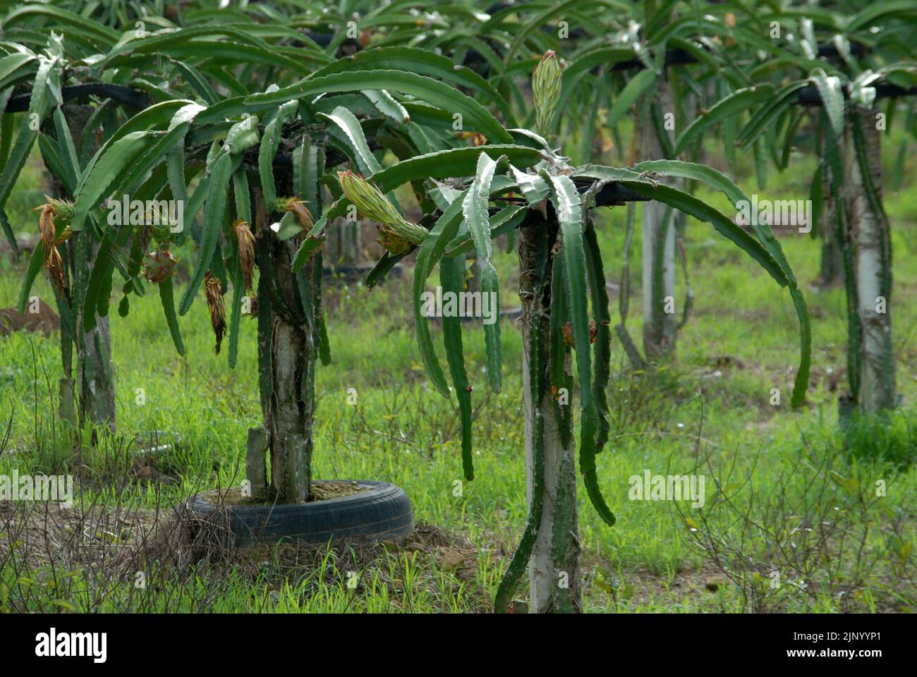 Rows of dragon fruit plants, Dragon Fruit Farm, Nueva Valencia