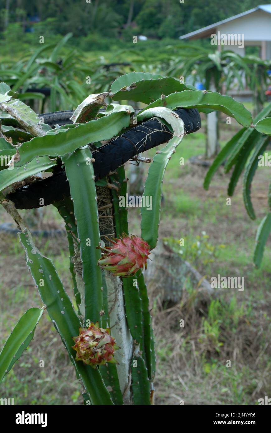 Rows of dragon fruit plants, Dragon Fruit Farm, Nueva Valencia