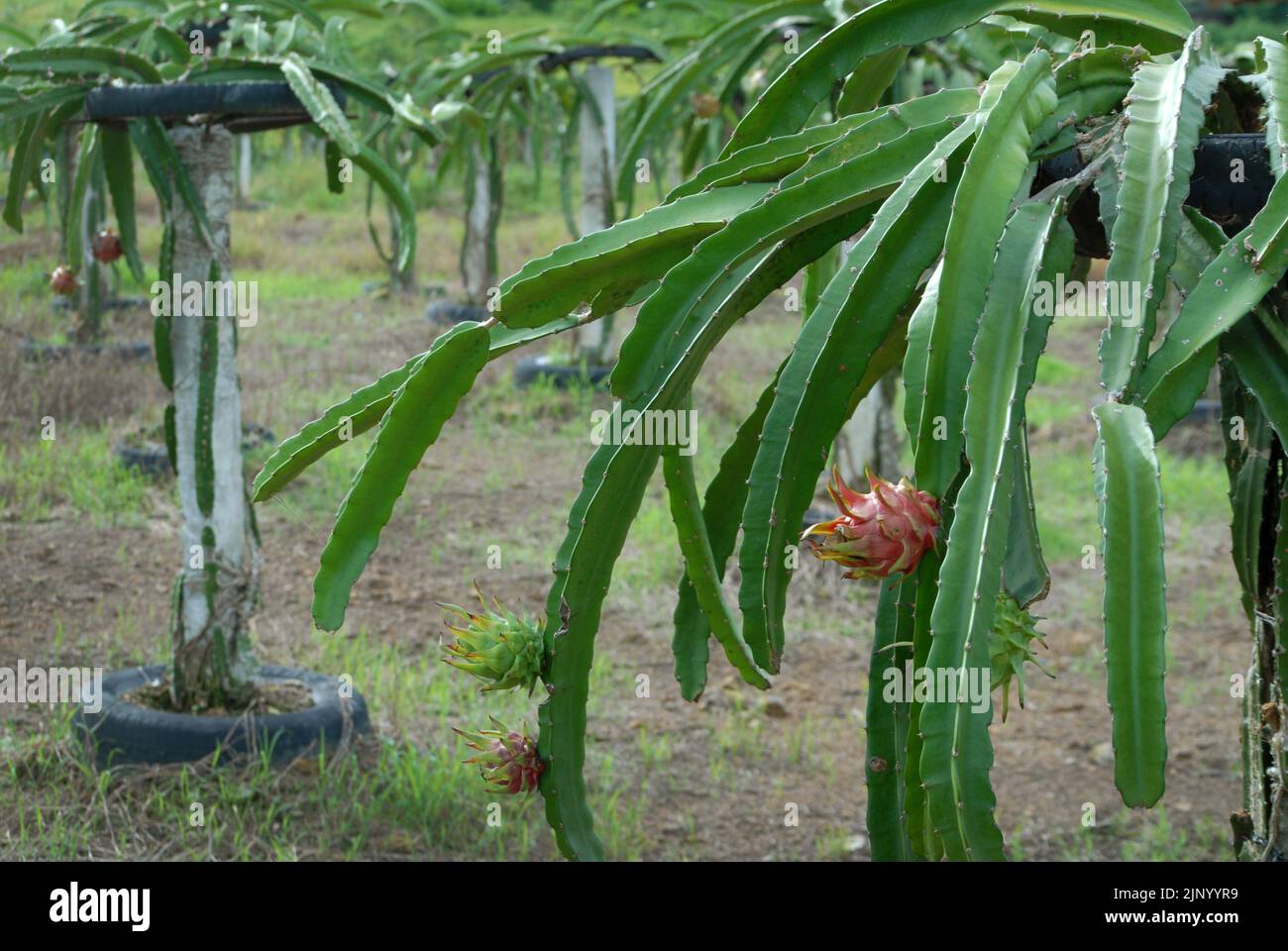 Rows of dragon fruit plants, Dragon Fruit Farm, Nueva Valencia