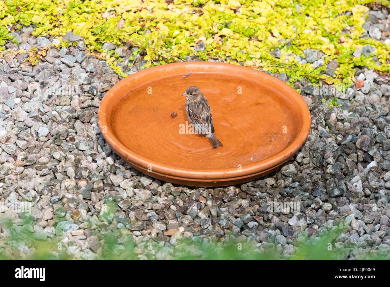 terracotta saucer bird bath being used by a house sparrow in uk garden Stock Photo