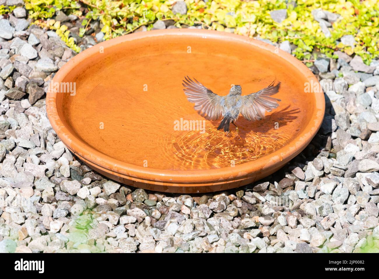 Willow Warbler using bird bath in UK garden Stock Photo