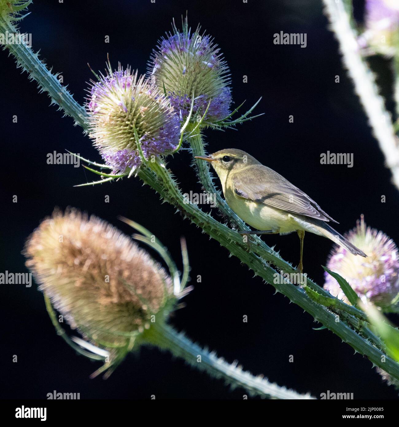 Willow Warbler (Phylloscopus trochilus) foraging for aphids and blackfly on teasles in wildlife garden - Scotland, UK Stock Photo