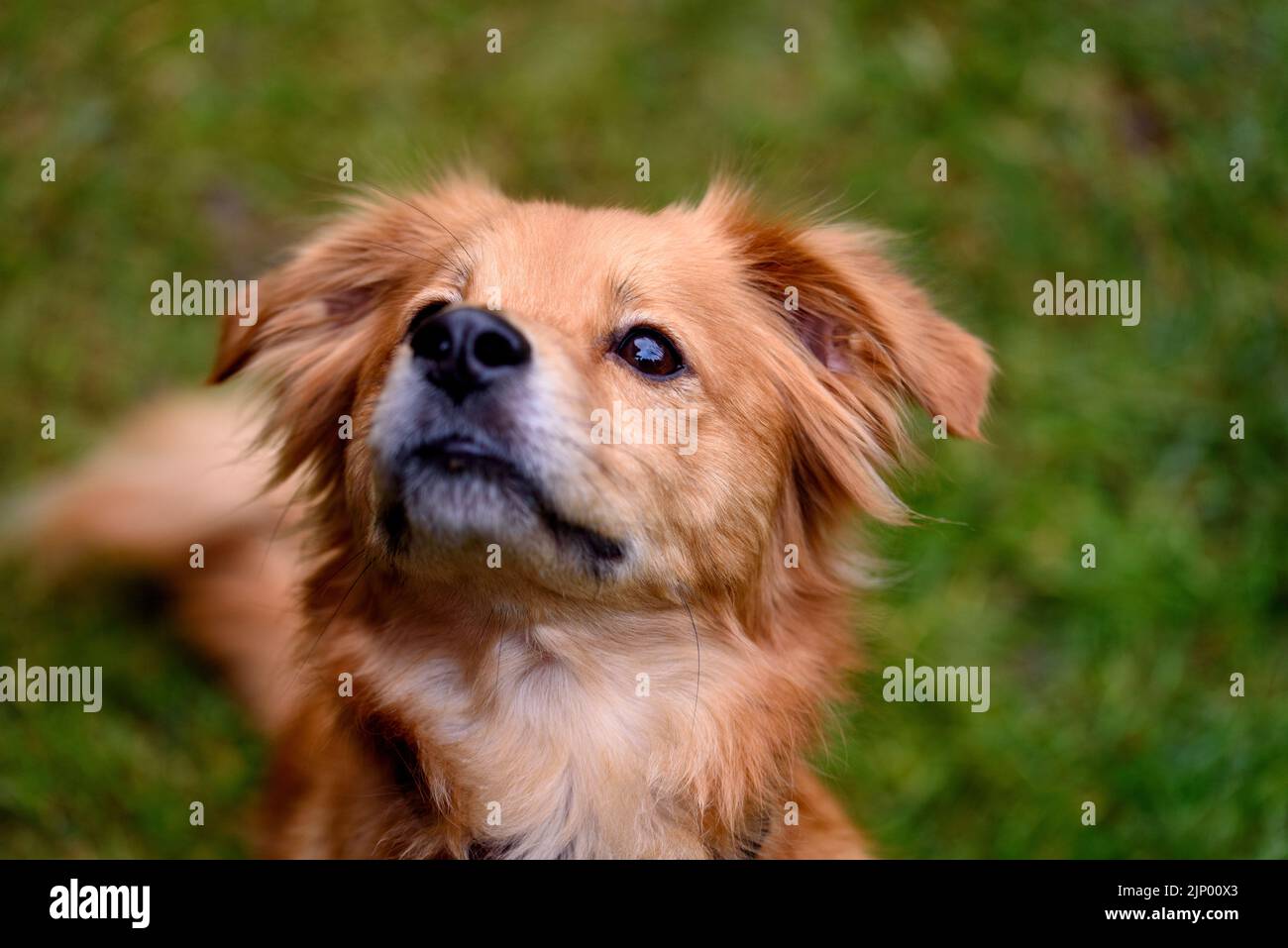 Portrait of red mixed breed dog Stock Photo