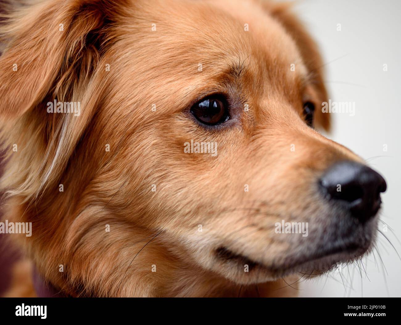 Portrait of red mixed breed dog Stock Photo