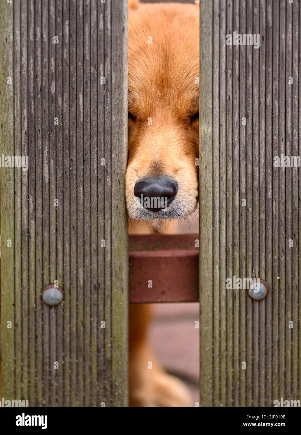 Portrait of red mixed breed dog. A dog looks out between the slats of a fence. Stock Photo