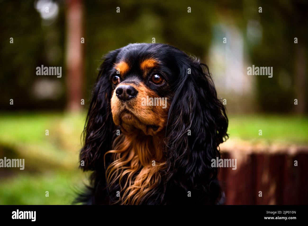 Portrait of black and tan cavalier king charles spaniel Stock Photo Alamy