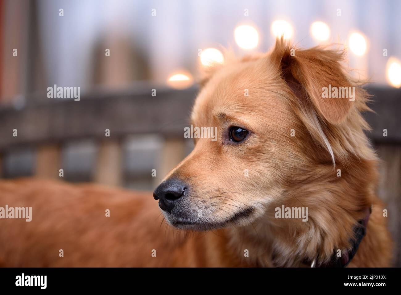 Portrait of red mixed breed dog Stock Photo