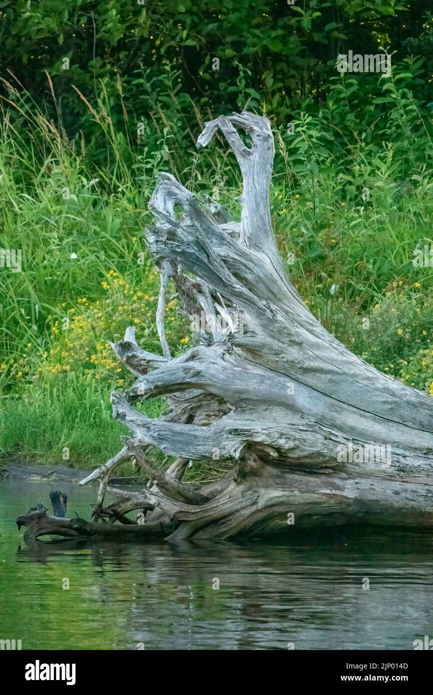Issaquah, Washington, USA.  Fallen tree at the side of Lake Sammamish with reflection. Stock Photo