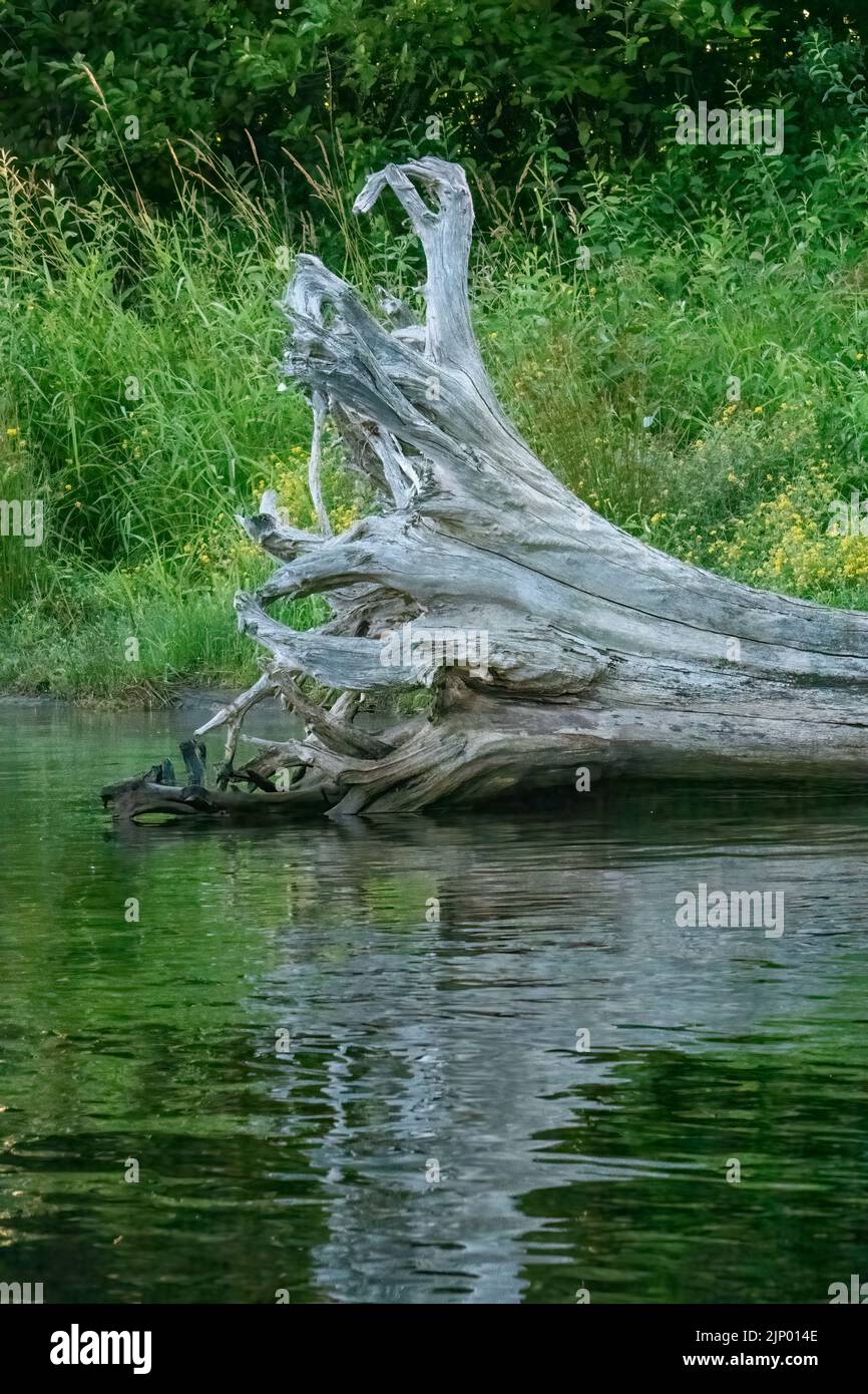 Issaquah, Washington, USA.  Fallen tree at the side of Lake Sammamish with reflection. Stock Photo