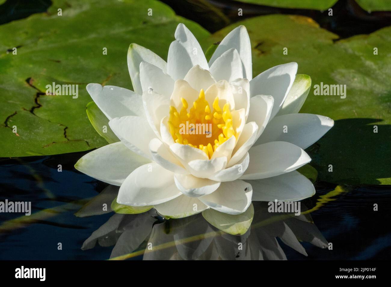Issaquah, Washington, USA.  Fragrant water lily, Nymphaea odorata, considered a Class C noxious weed in this area. Stock Photo