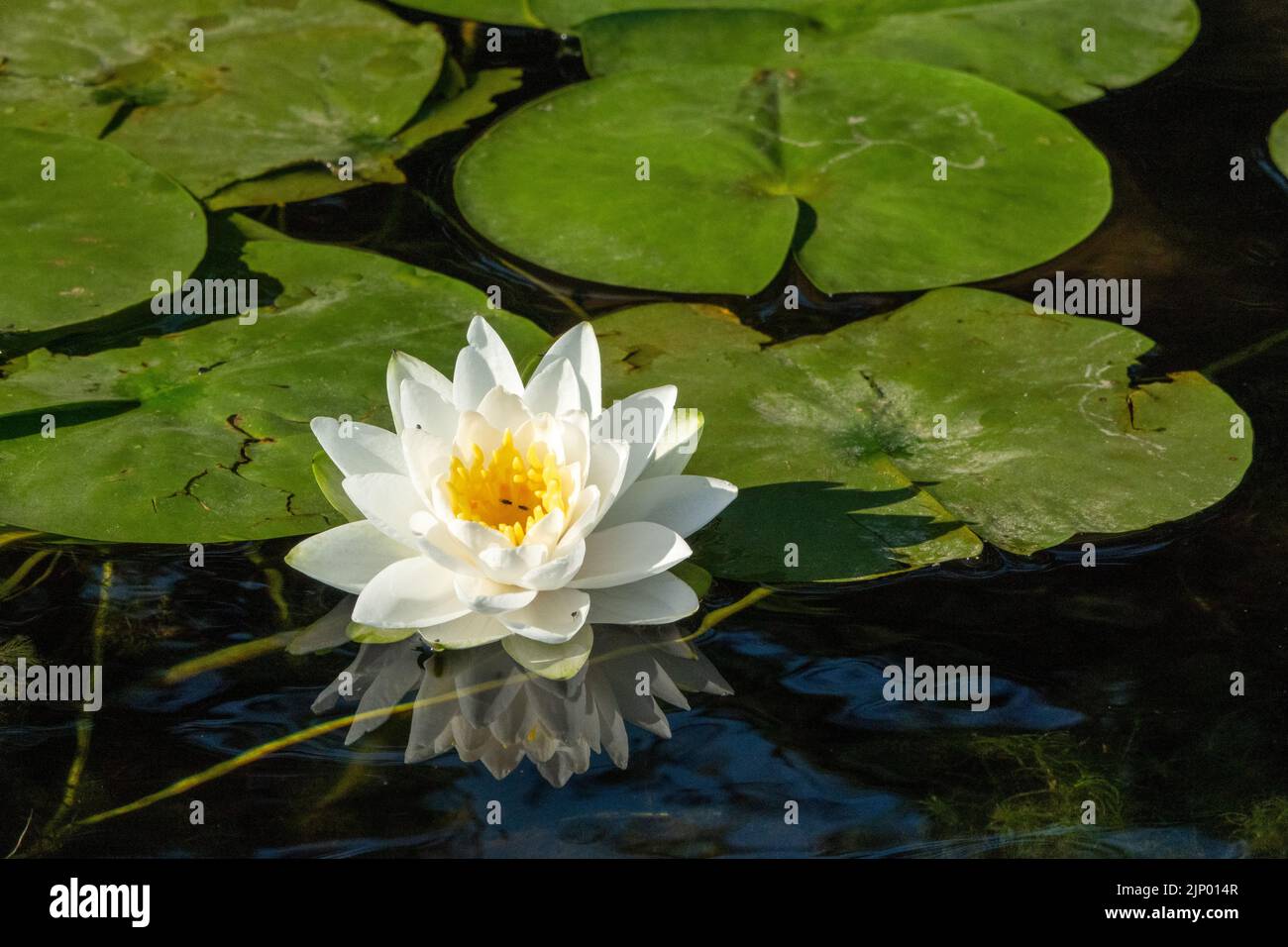 Issaquah, Washington, USA.  Fragrant water lily, Nymphaea odorata, considered a Class C noxious weed in this area. Stock Photo