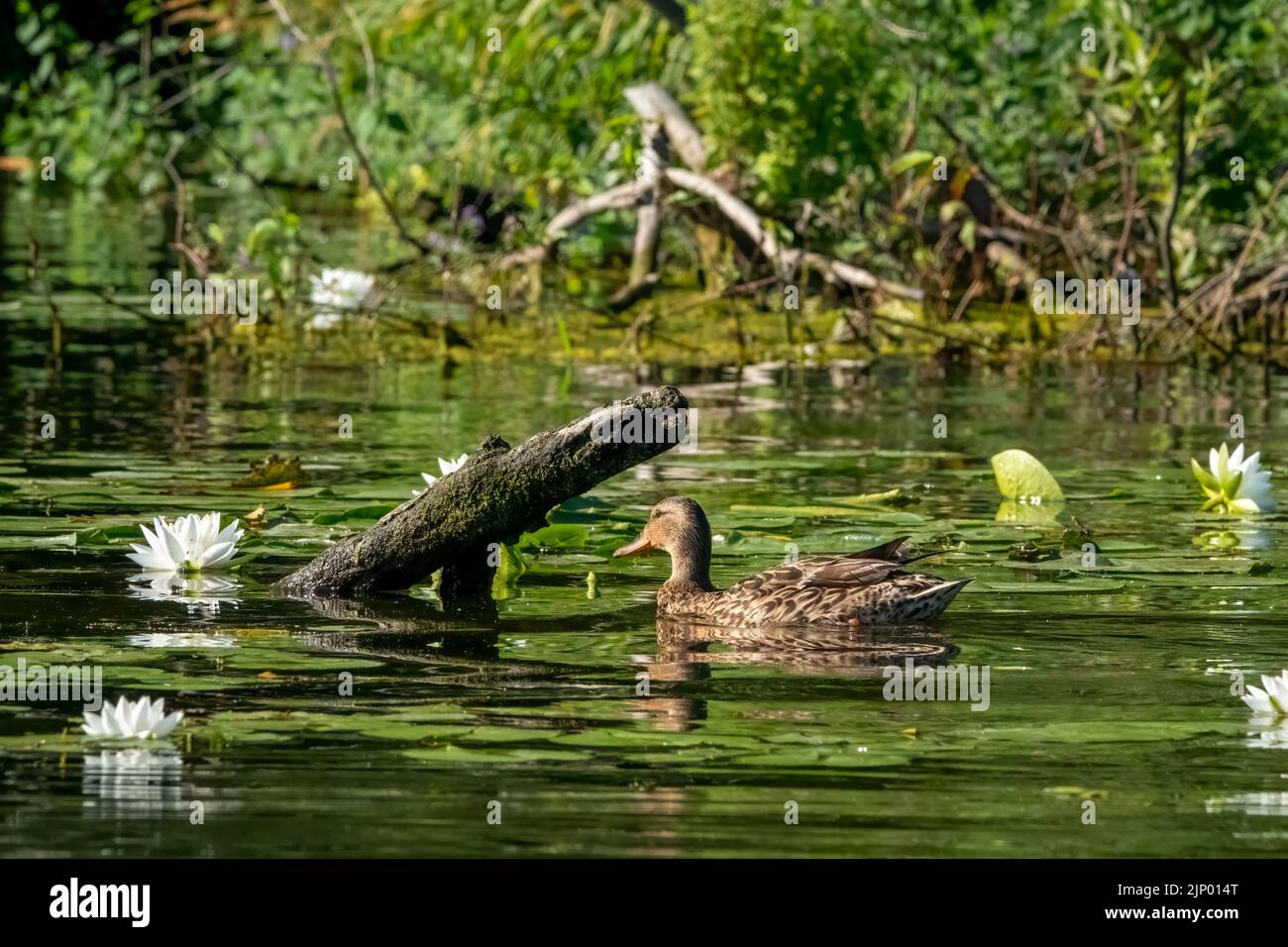 Issaquah, Washington, USA.  Fragrant water lily, Nymphaea odorata, with a female Mallard duck swimming through them. Stock Photo