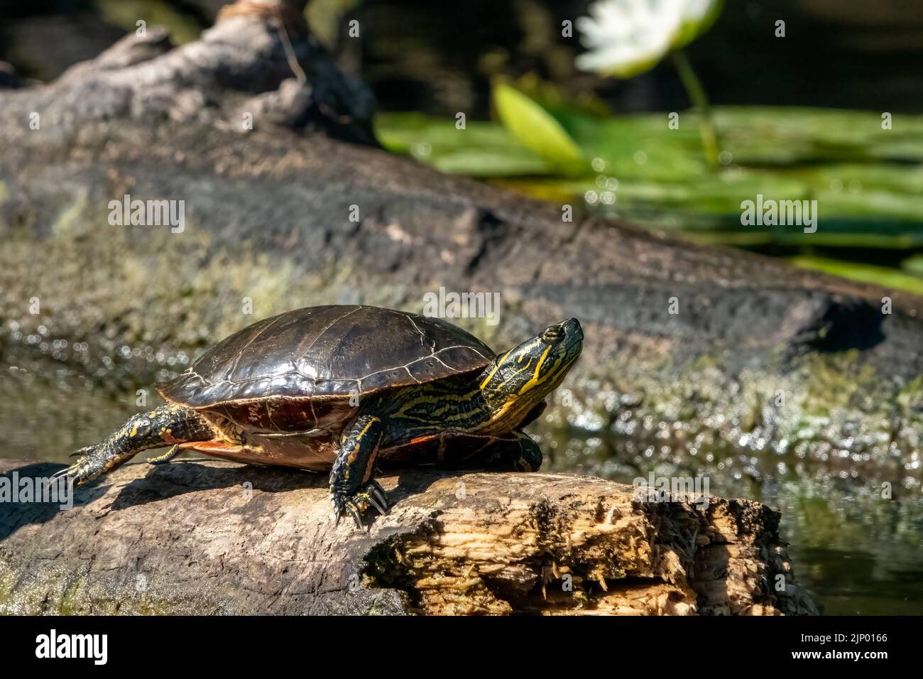 Issaquah, Washington, USA.  Painted turtle sunning on a log. Stock Photo
