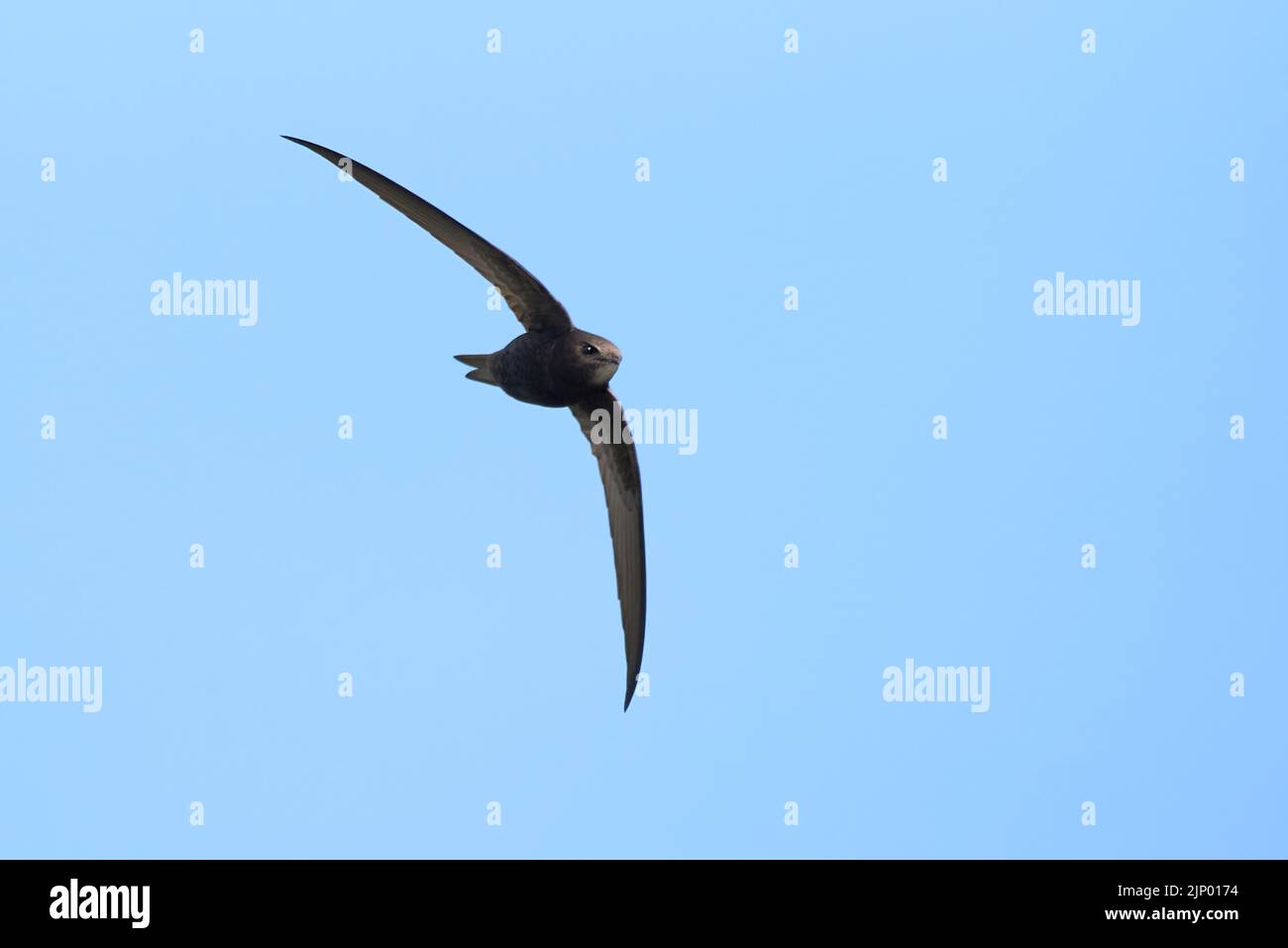 Common swift bird in flight (Apus apus Stock Photo Alamy