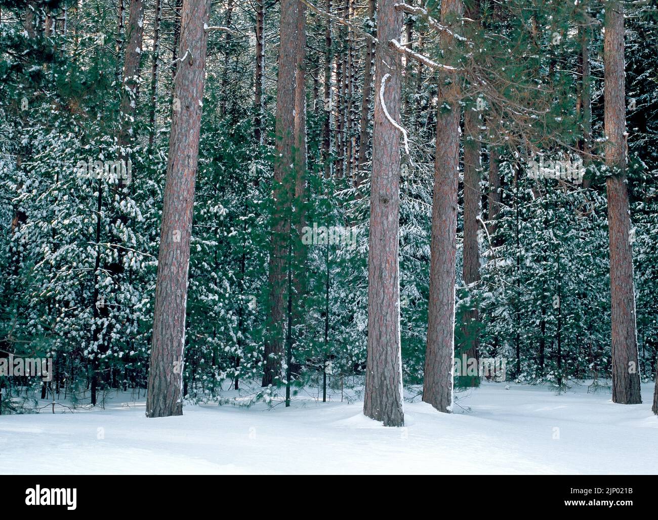 A snow covered pine forest in winter at  Simon B. Elliott State Park in Pennsylvania Stock Photo