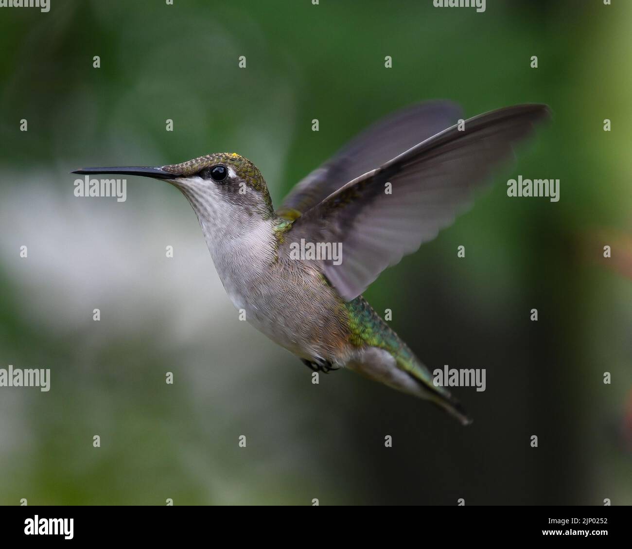 An immature male ruby throated hummingbird hovering over a garden in Speculator NY USA Stock Photo