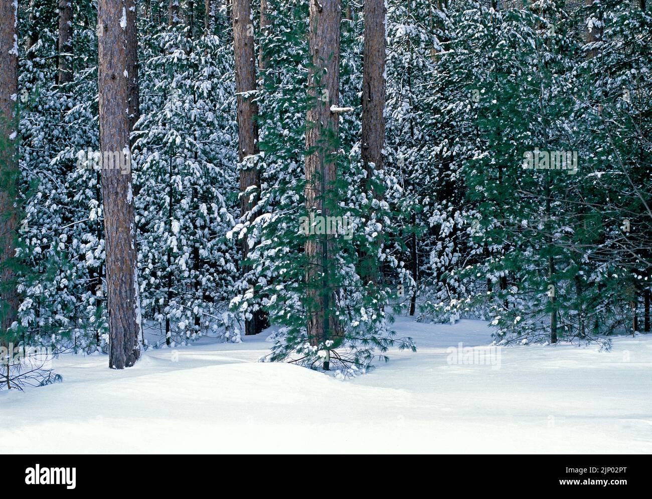 A snow covered pine forest in winter at  Simon B. Elliott State Park in Pennsylvania Stock Photo