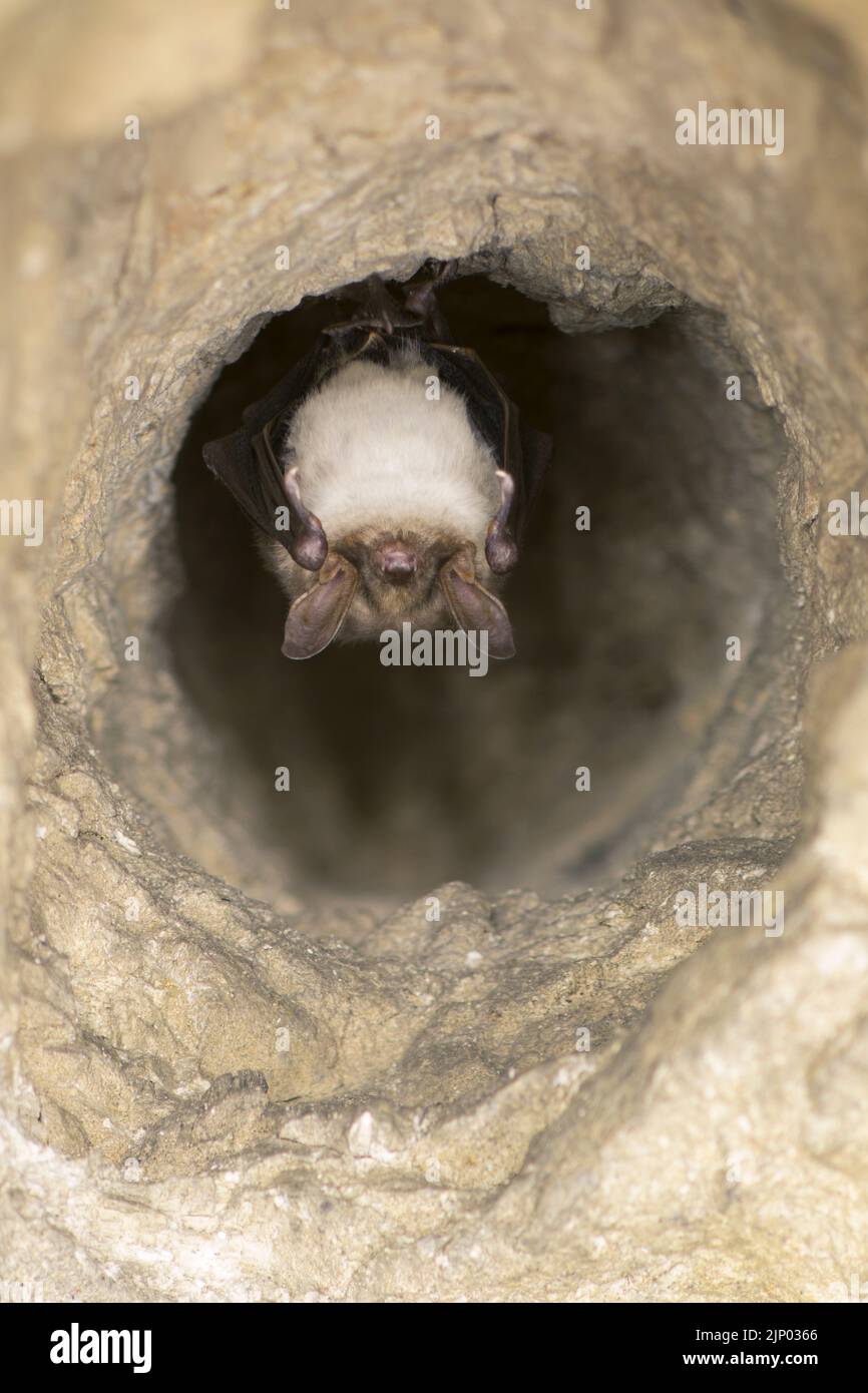 Close up strange animal Greater mouseeared bat Myotis myotis hanging upside down in the hole of