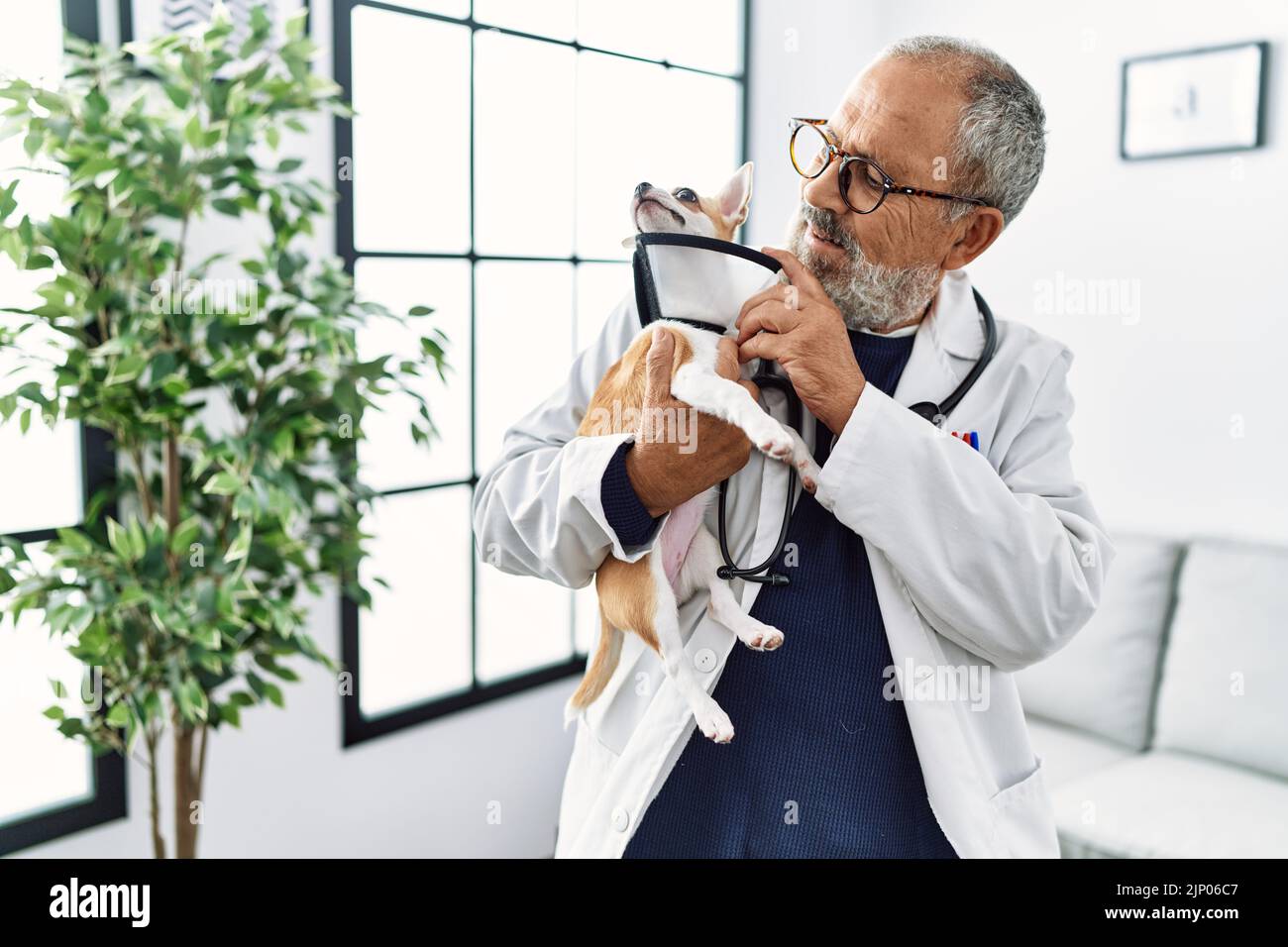 Senior grey-haired man wearing veterinarian uniform holding chihuahua with elizabethan collar at vet clinic Stock Photo