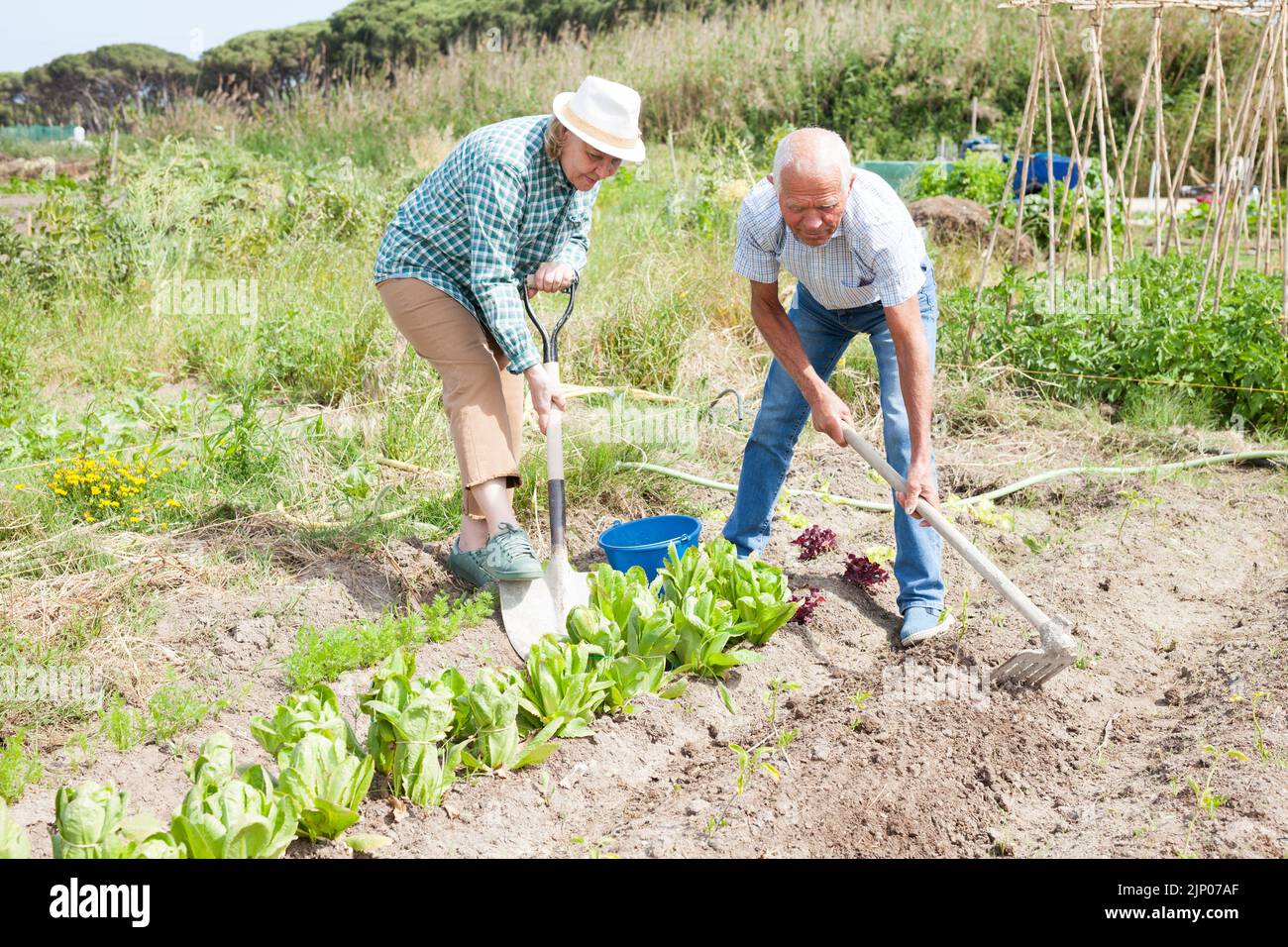 Elderly couple working in the garden at the farm Stock Photo - Alamy