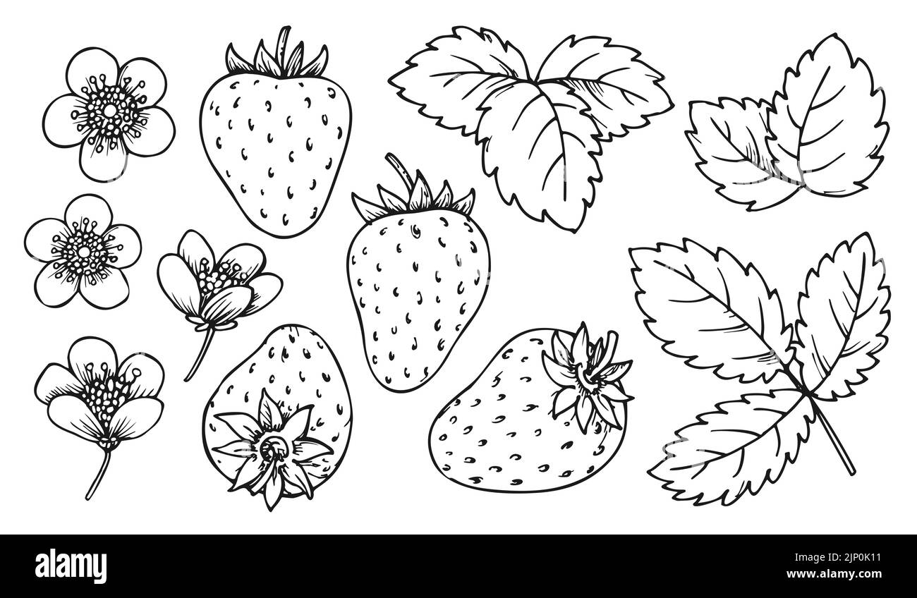 Strawberry line set. Black and white berries leaves flowers. Cartoon hand drawn plant elements for print coloring book page, scrapbooking stamps, laser engraving, badge pins, tag farmers market label Stock Vector