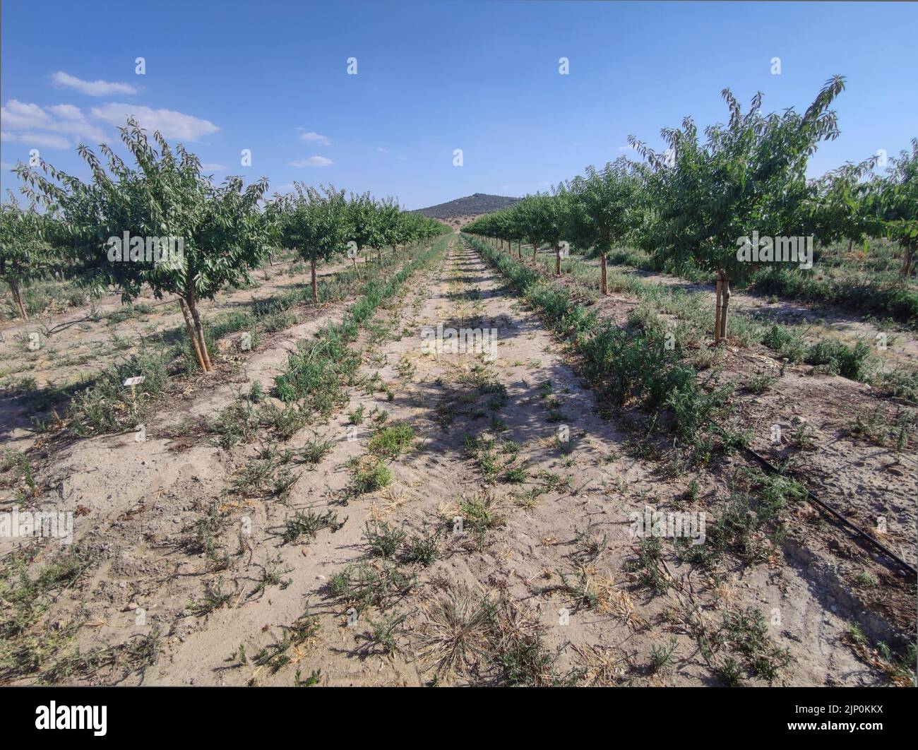 Young almond tree plantation on summer. Vegas Altas del Guadiana, Badajoz, Spain Stock Photo