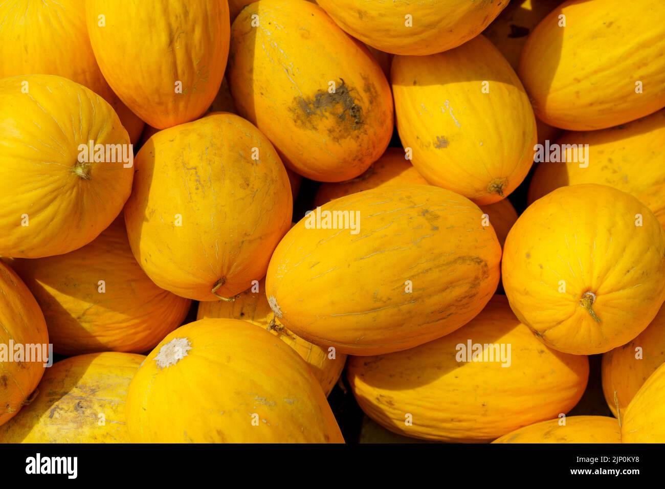 Natural background with lots of yellow melons Stock Photo