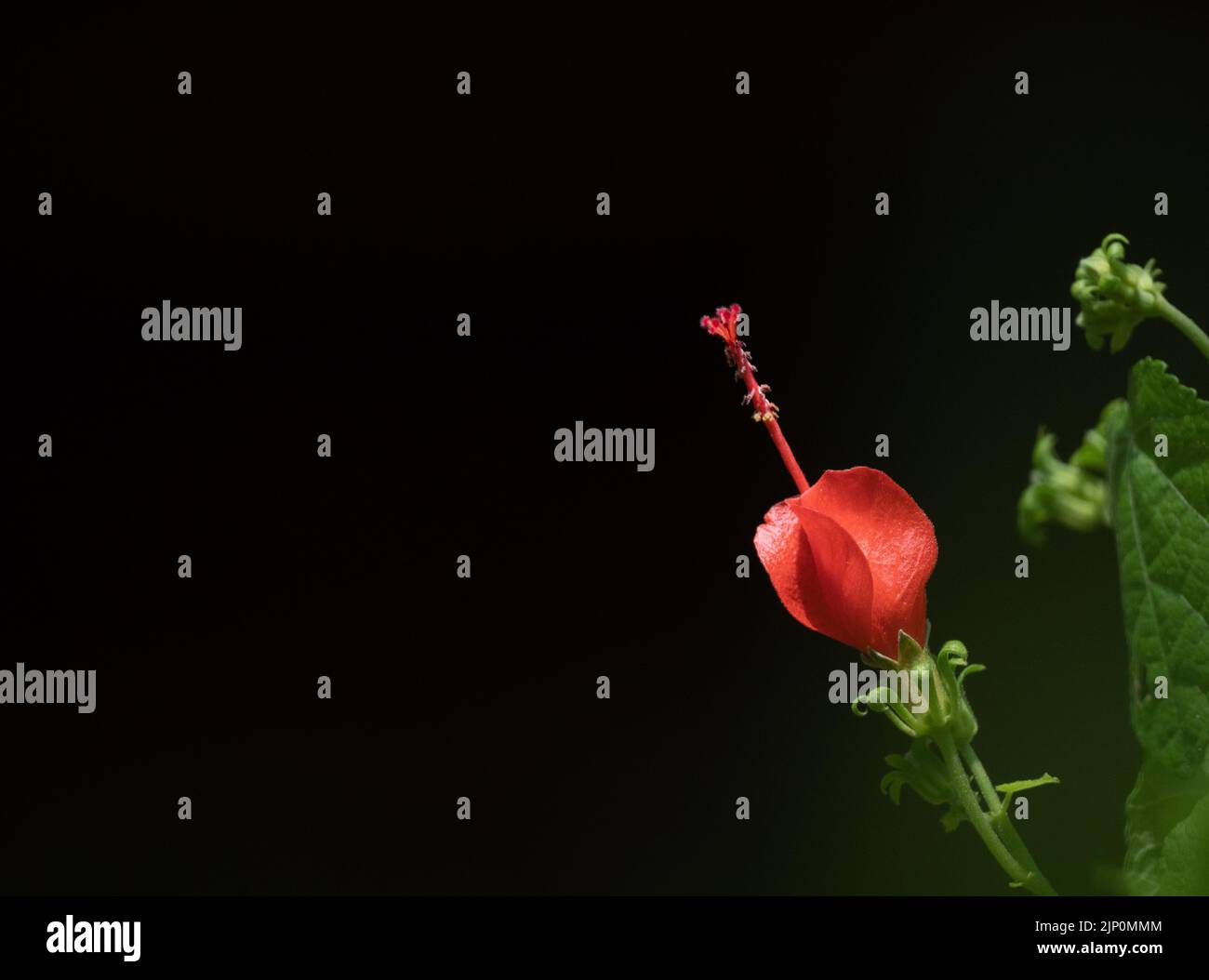 Red Turk's Cap or Malvaviscus arboreus var. drummondii flower in bloom in Texas. Photographed with shallow depth of field against a black background. Stock Photo