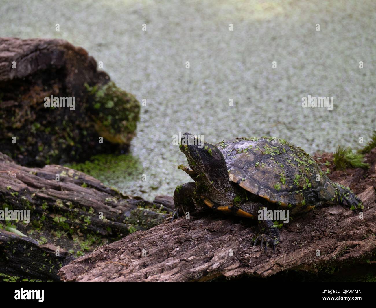 Pond Slider turtle on a log in Texas. Turtle has small leaves on its head and shell. Stock Photo
