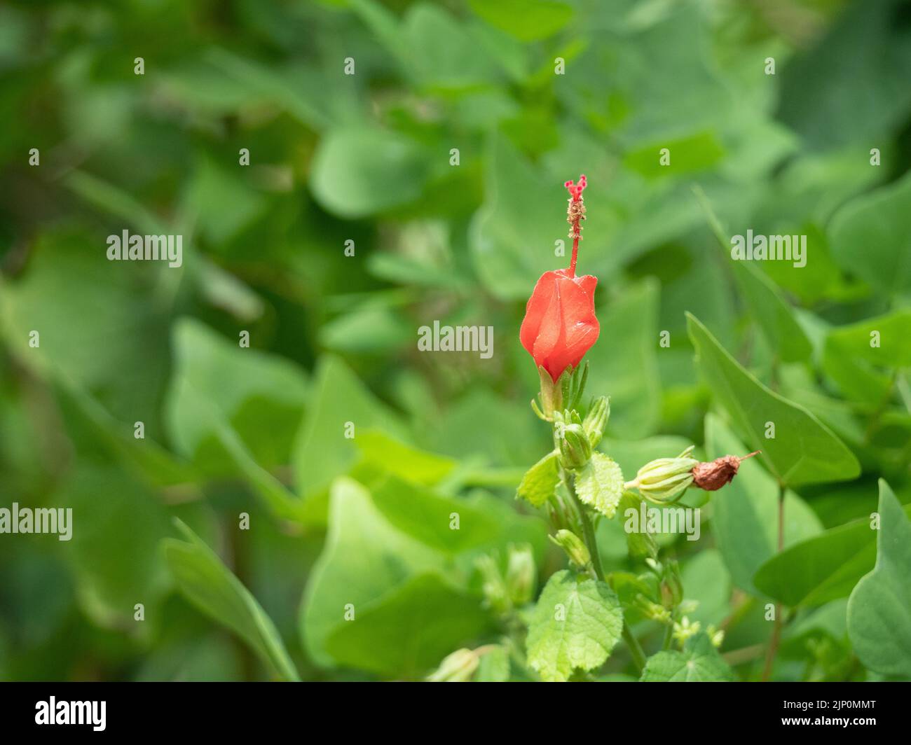 Red Turk's Cap or Malvaviscus arboreus var. drummondii flower in bloom in Texas. Photographed with leaves in background with shallow depth of field. Stock Photo