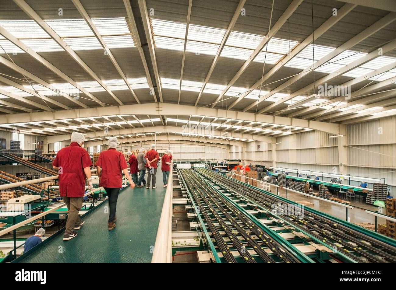 apple factory, quality control corridor, automatic conveyors moving the apples quality, industrial building Stock Photo