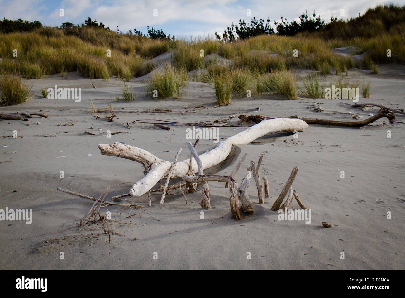 A Look at Life in New Zealand Exploring a local beach on a beautiful