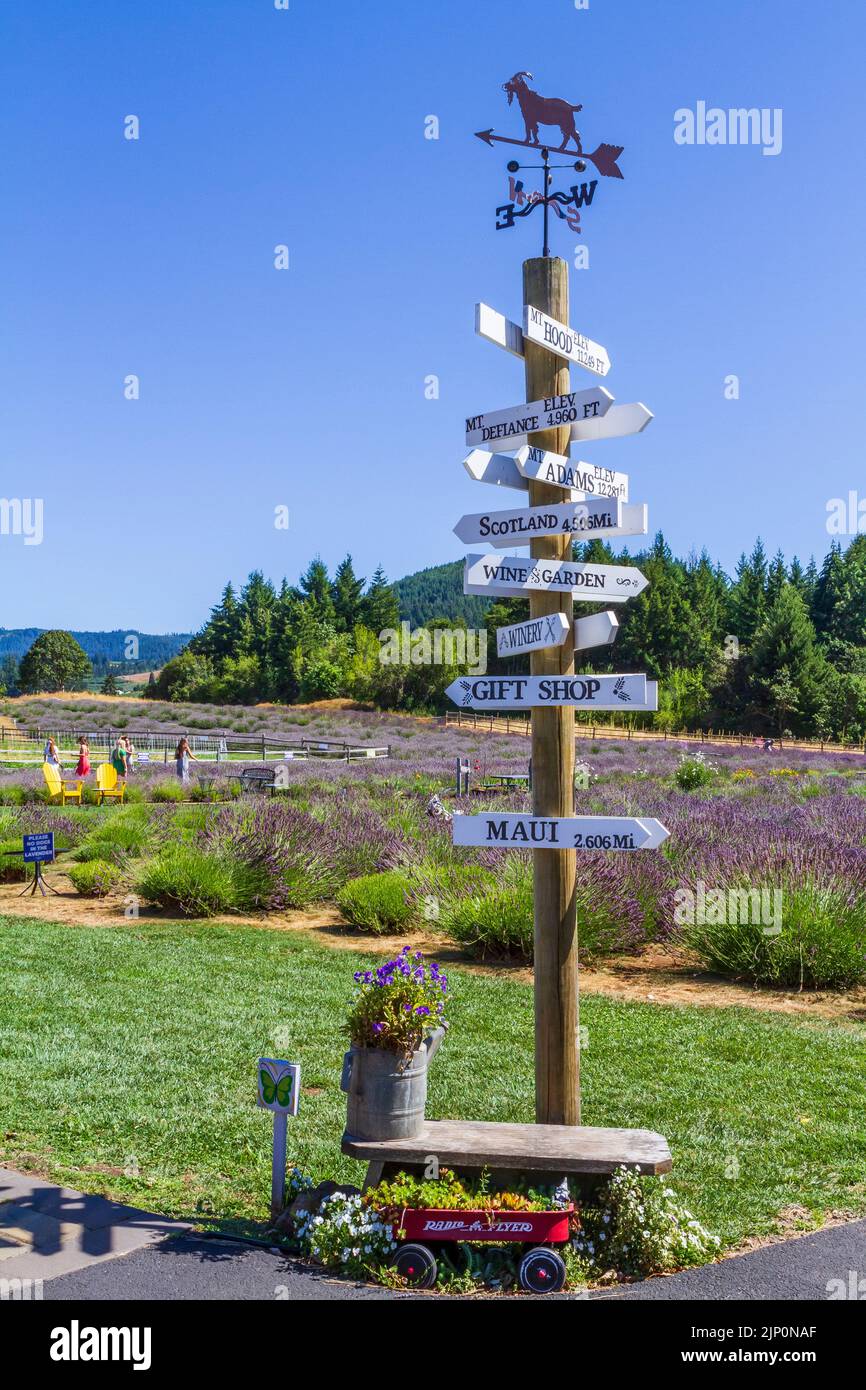 A fun sign at the Hood River Lavender Farms, with tourists enjoying the fields of lavender in the background. Taken on a sunny summer day, along the H Stock Photo
