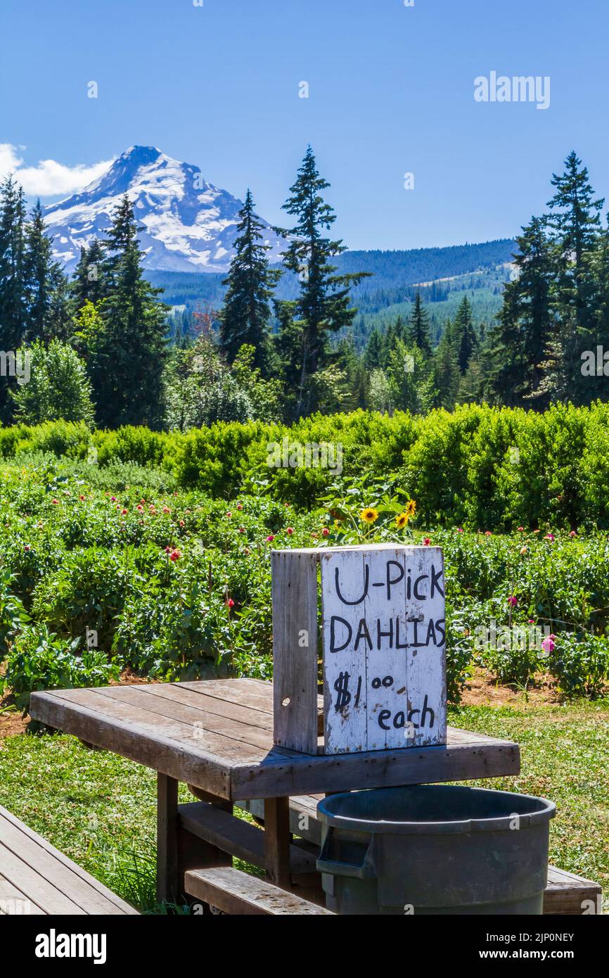 Sign for U-Pick Dahlias in front of a flower field and fruit trees at Mt. View Orchards & Brewery along the Hood River Fruit Loop in Oregon, USA, on a Stock Photo