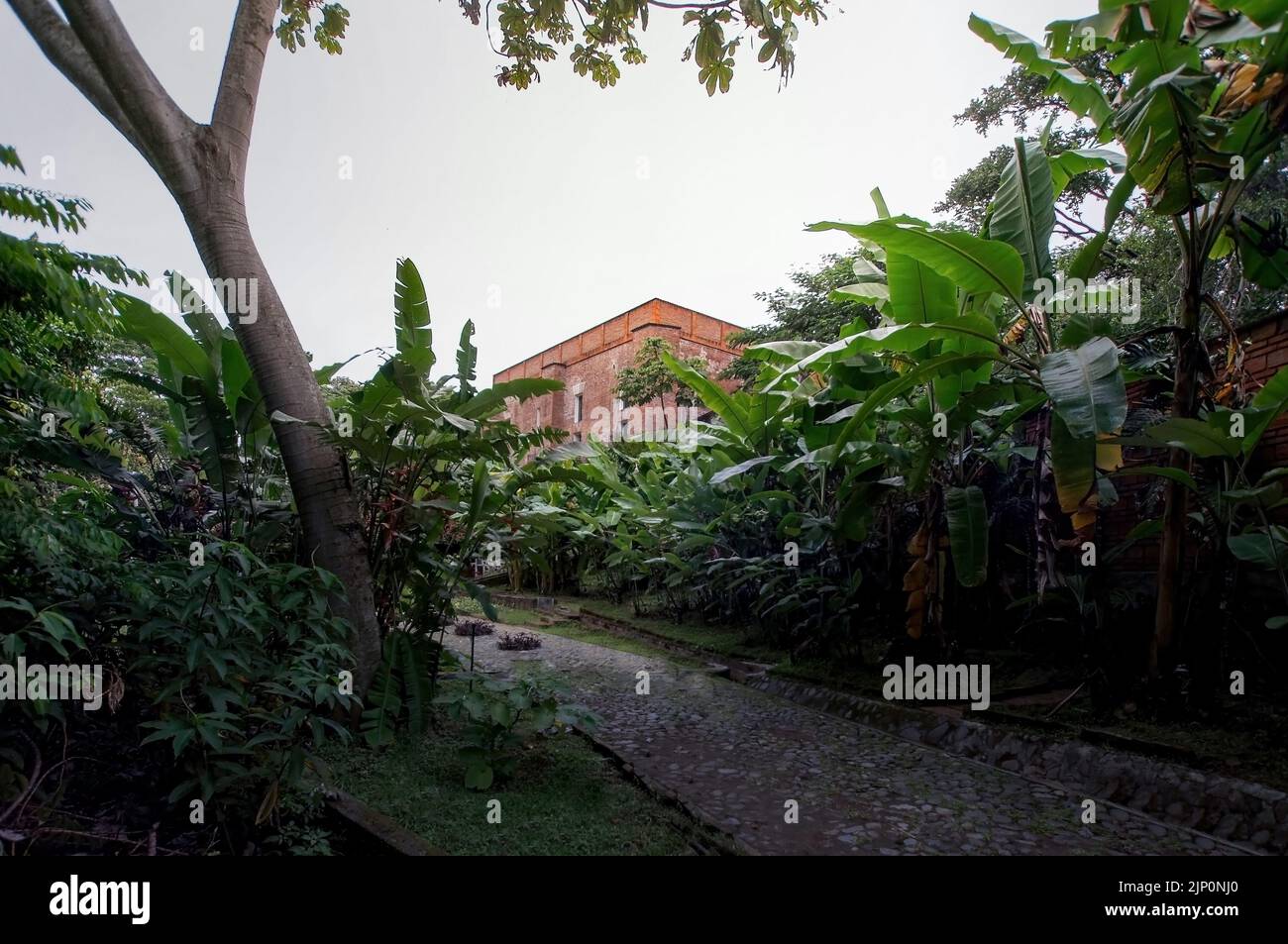 building is seen through vegetation, especially banana palm, the building is made of natural red brick Stock Photo