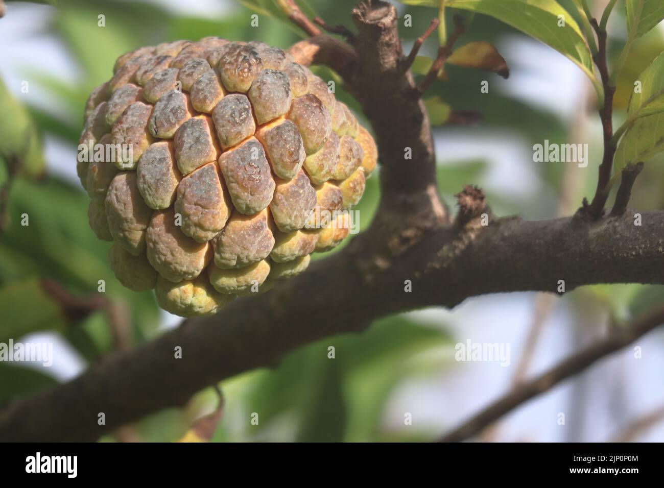 Sweet tropical Atemoia fruit hanging on the tree branch. Fruit also known as green pine cone, custard apple, sweep-sop, annona squamosa, Fruta do Stock Photo