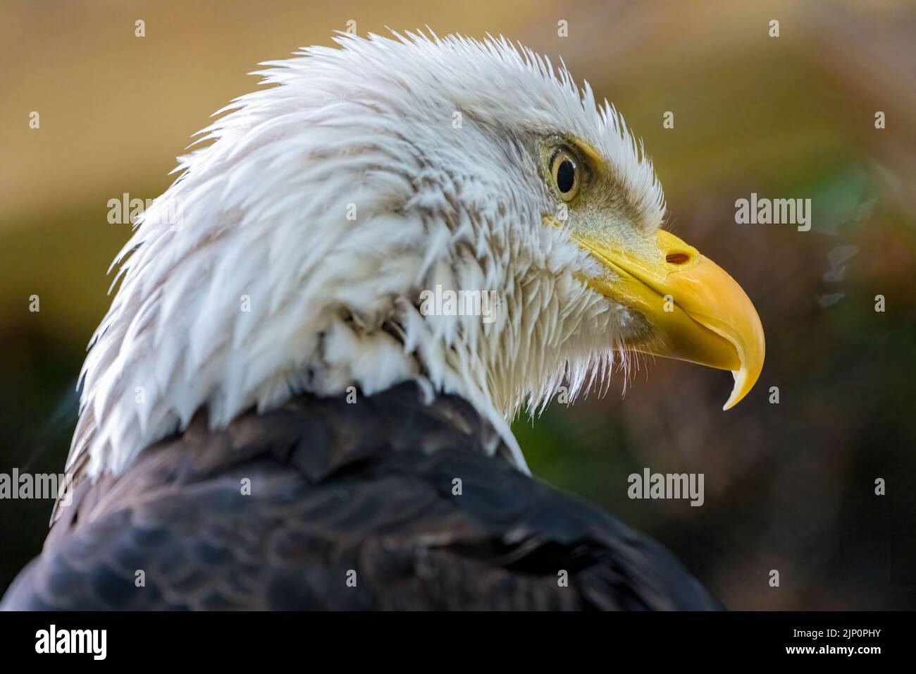 Portrait of a North American bald eagle (Haliaeetus leucocephalus) at Zoo Atlanta in Atlanta, Georgia. (USA) Stock Photo