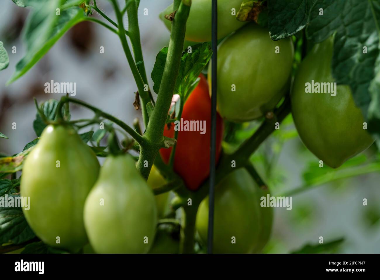 Backyard selfsown organically grown ripening round tomatoes the edible