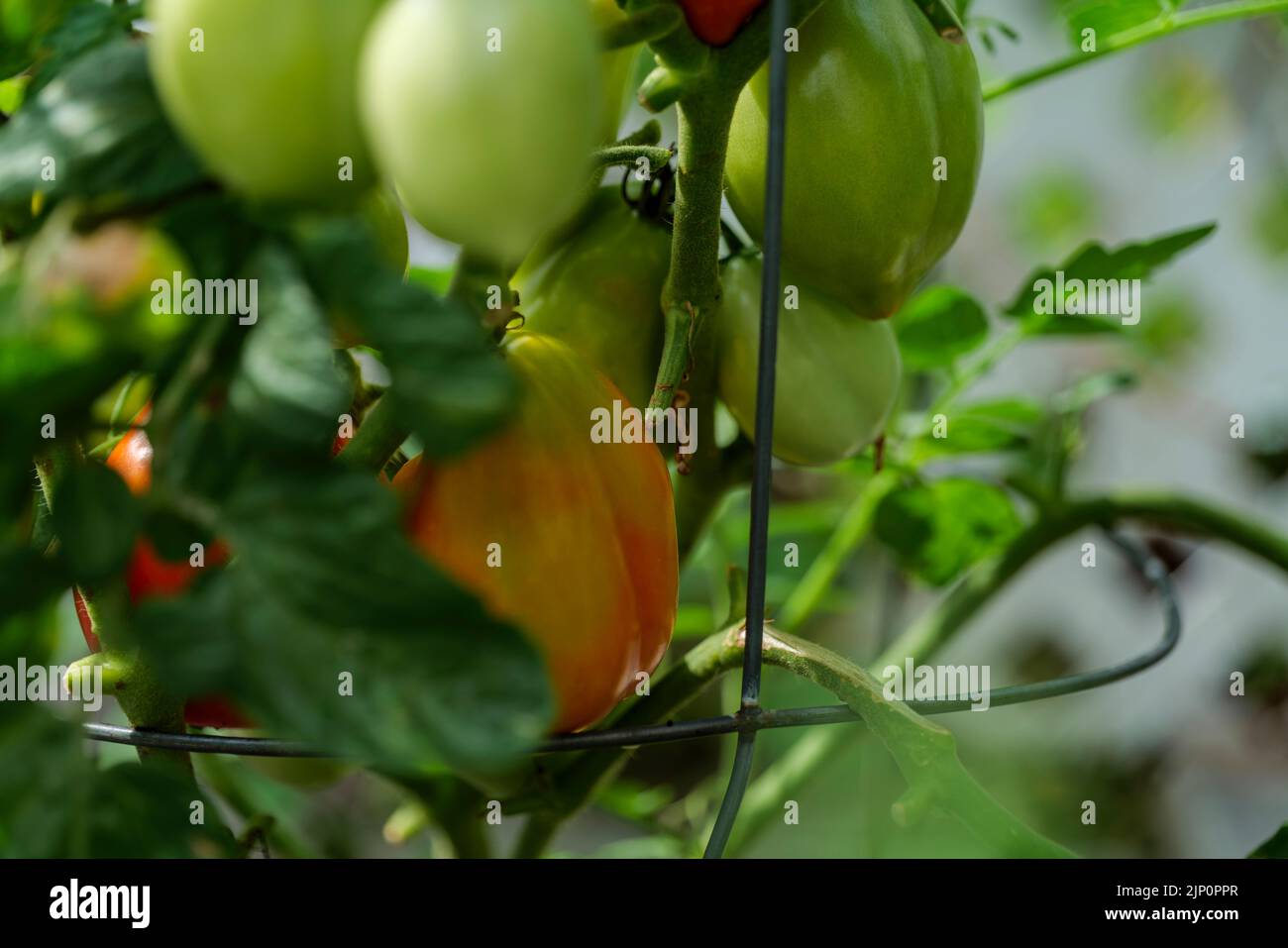 Backyard selfsown organically grown ripening round tomatoes the edible